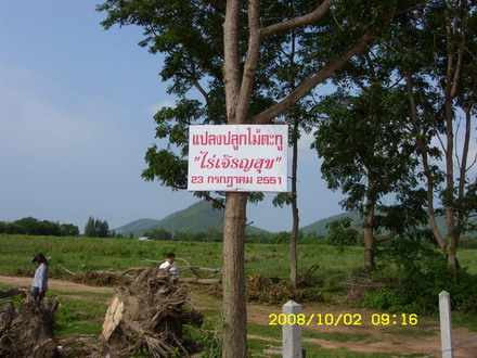 Tagoo (Anthocephalus Chinensis) KanDaeng Variety fast growing tree sutialbe for agroforestry farm - Privat AgroForestry Management System